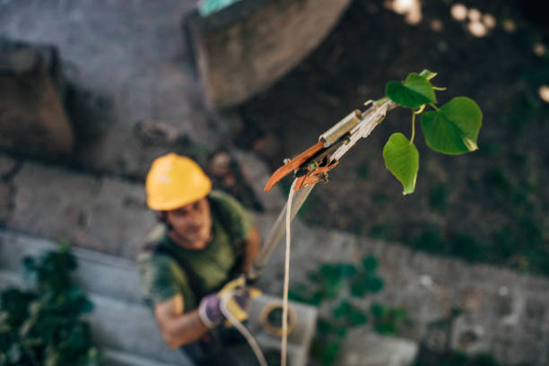 How Our Tree Care Process Works  in  Lockwood, MT